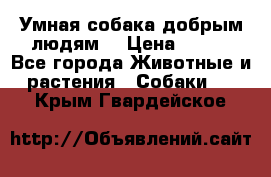 Умная собака добрым людям. › Цена ­ 100 - Все города Животные и растения » Собаки   . Крым,Гвардейское